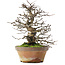 Pseudocydonia sinensis, 31 cm, ± 20 jaar oud, in een kapotte pot