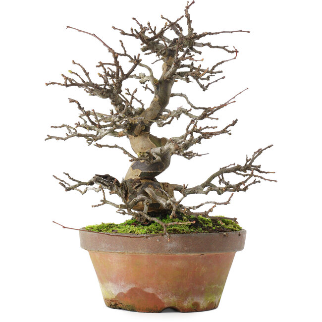 Pseudocydonia sinensis, 31 cm, ± 20 years old, in a broken pot