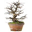 Pseudocydonia sinensis, 31 cm, ± 20 jaar oud, in een kapotte pot
