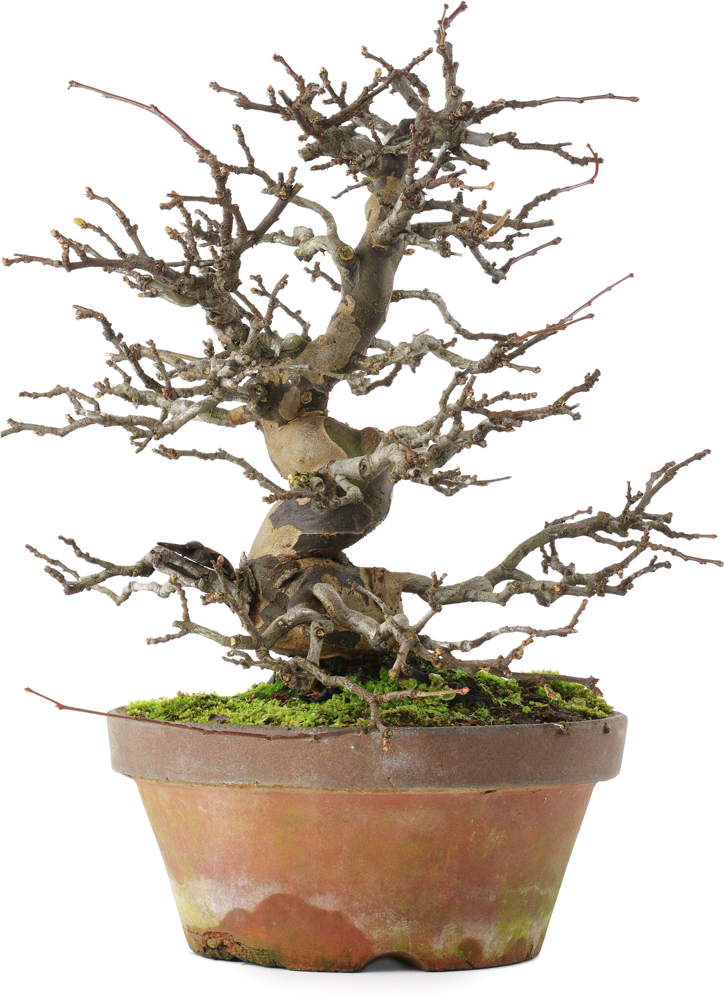 Pseudocydonia sinensis, 31 cm, ± 20 years old, in a broken pot - Bonsai ...