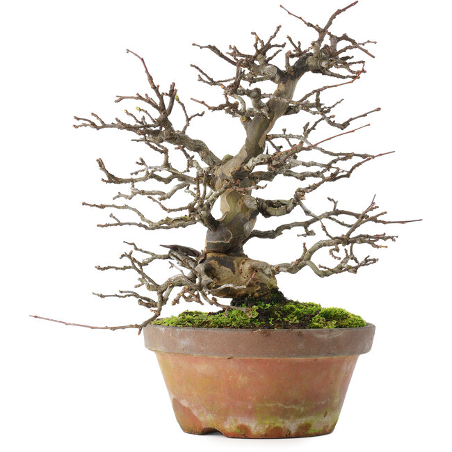 Pseudocydonia sinensis, 31 cm, ± 20 years old, in a broken pot