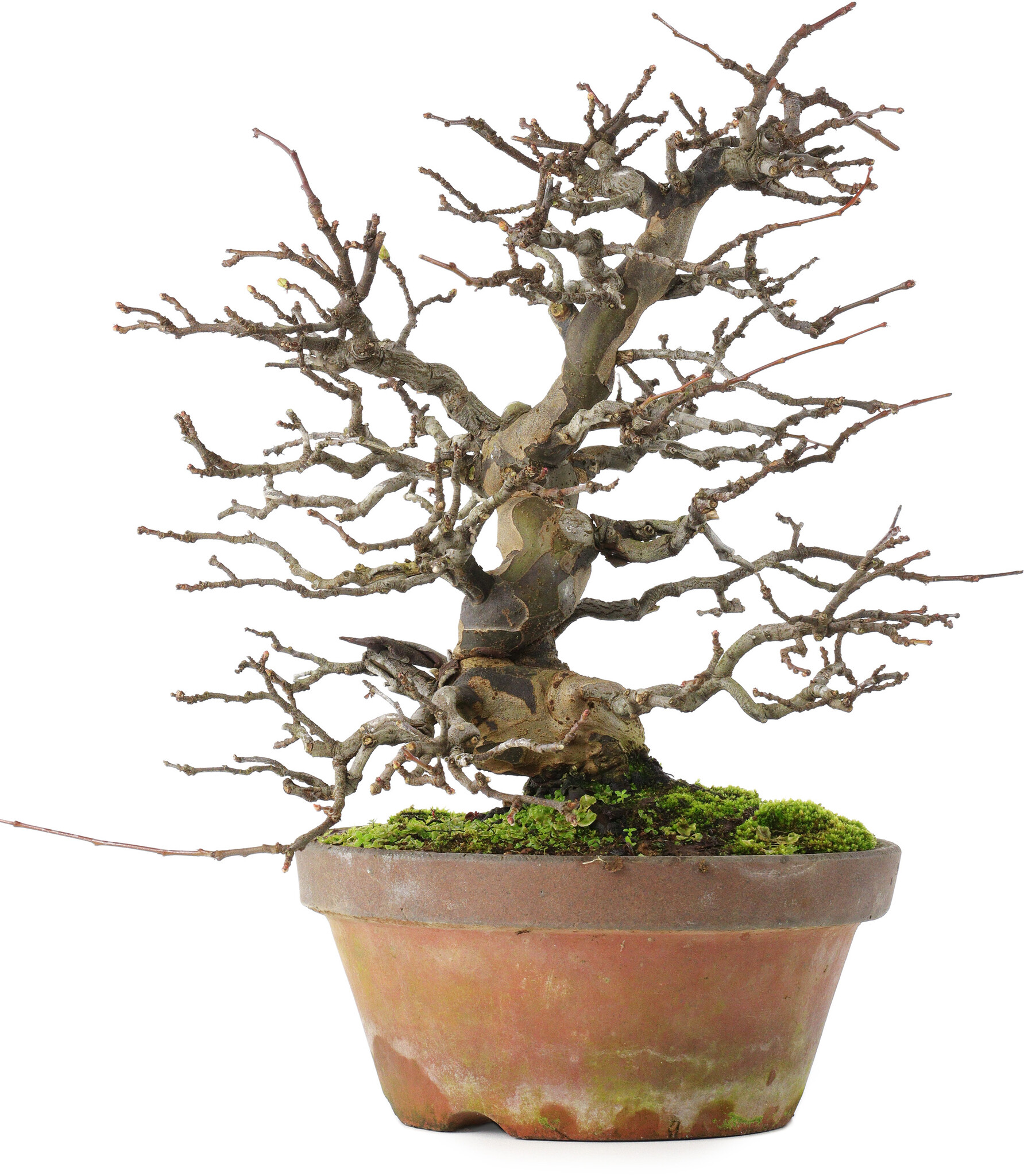 Pseudocydonia sinensis, 31 cm, ± 20 years old, in a broken pot - Bonsai ...