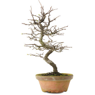 Pseudocydonia sinensis, 38 cm, ± 15 jaar oud