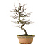 Pseudocydonia sinensis, 38 cm, ± 15 years old