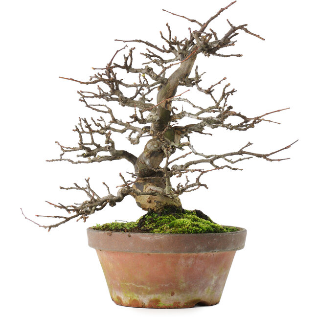 Pseudocydonia sinensis, 31 cm, ± 20 Jahre alt, in einem zerbrochenen Topf