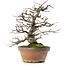 Pseudocydonia sinensis, 31 cm, ± 20 jaar oud, in een kapotte pot
