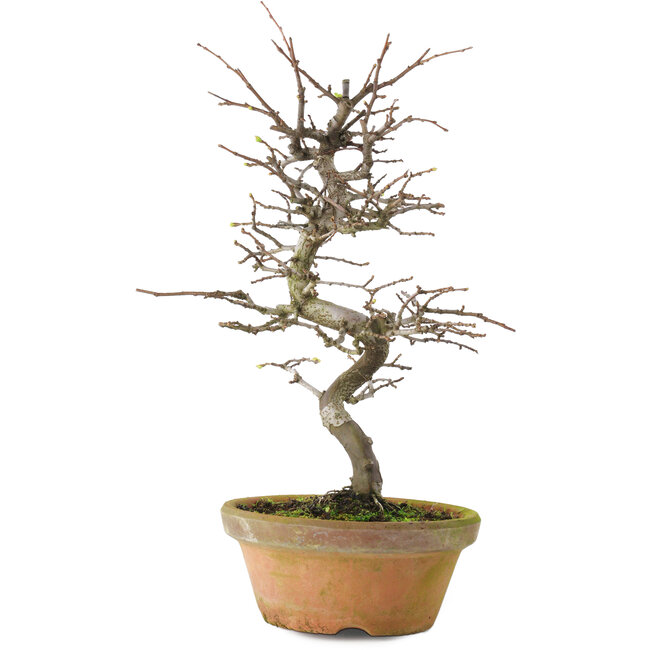 Pseudocydonia sinensis, 38 cm, ± 15 años