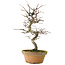 Pseudocydonia sinensis, 38 cm, ± 15 ans