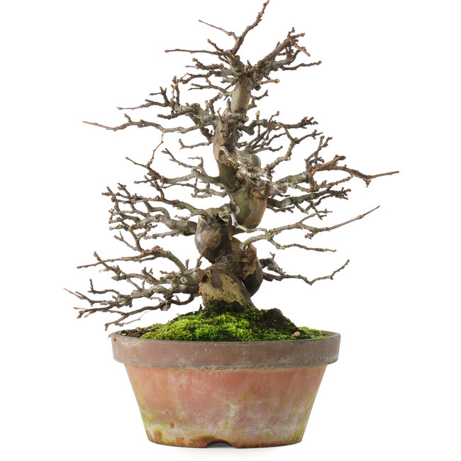 Pseudocydonia sinensis, 31 cm, ± 20 years old, in a broken pot