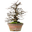 Pseudocydonia sinensis, 31 cm, ± 20 jaar oud, in een kapotte pot