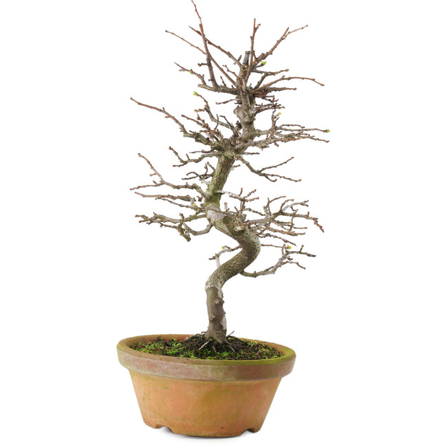 Pseudocydonia sinensis, 38 cm, ± 15 ans