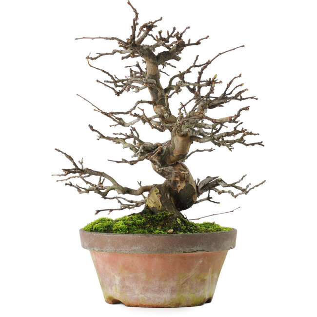 Pseudocydonia sinensis, 31 cm, ± 20 years old, in a broken pot