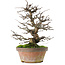 Pseudocydonia sinensis, 31 cm, ± 20 jaar oud, in een kapotte pot