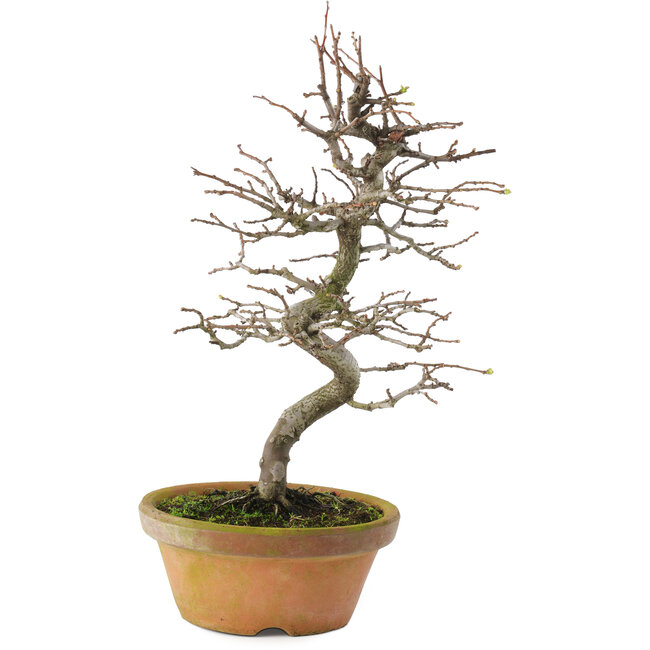 Pseudocydonia sinensis, 38 cm, ± 15 ans