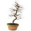 Pseudocydonia sinensis, 38 cm, ± 15 years old