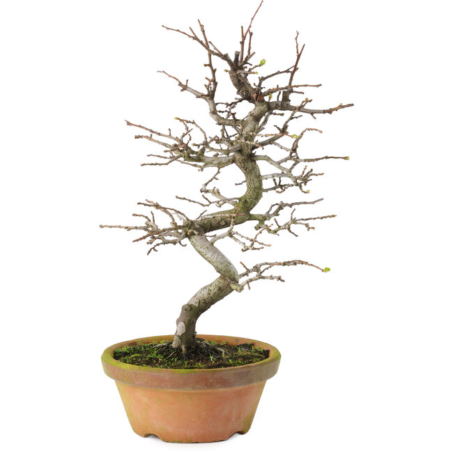 Pseudocydonia sinensis, 38 cm, ± 15 años