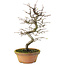 Pseudocydonia sinensis, 38 cm, ± 15 years old