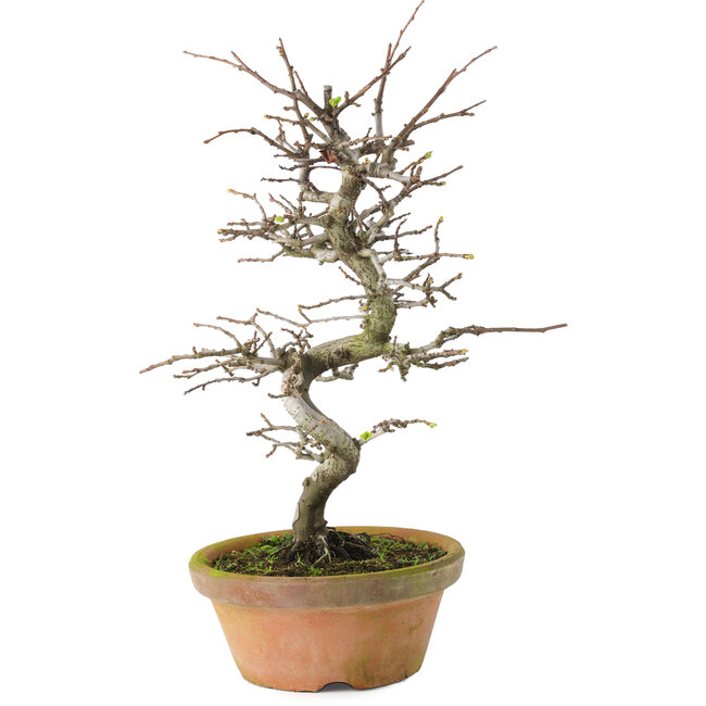 Pseudocydonia sinensis, 38 cm, ± 15 ans