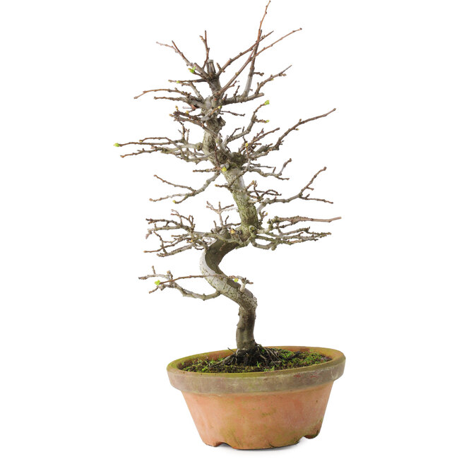 Pseudocydonia sinensis, 38 cm, ± 15 years old