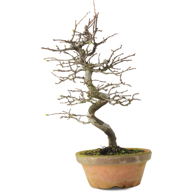 Pseudocydonia sinensis, 38 cm, ± 15 ans