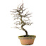 Pseudocydonia sinensis, 38 cm, ± 15 years old