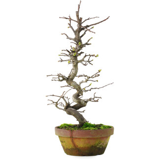 Pseudocydonia sinensis, 40 cm, ± 15 jaar oud