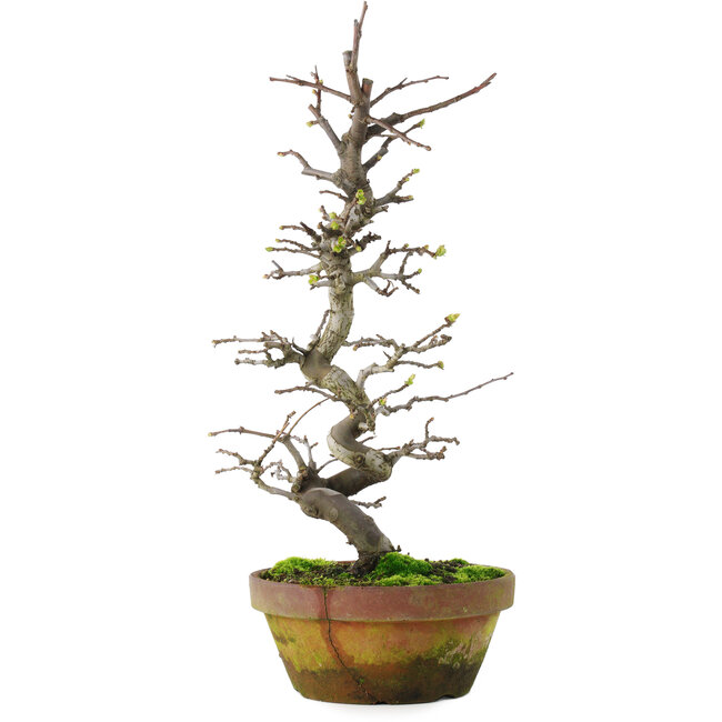 Pseudocydonia sinensis, 40 cm, ± 15 años, en maceta agrietada