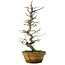 Pseudocydonia sinensis, 40 cm, ± 15 years old, in a cracked pot