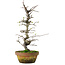 Pseudocydonia sinensis, 40 cm, ± 15 ans, dans un pot fissuré
