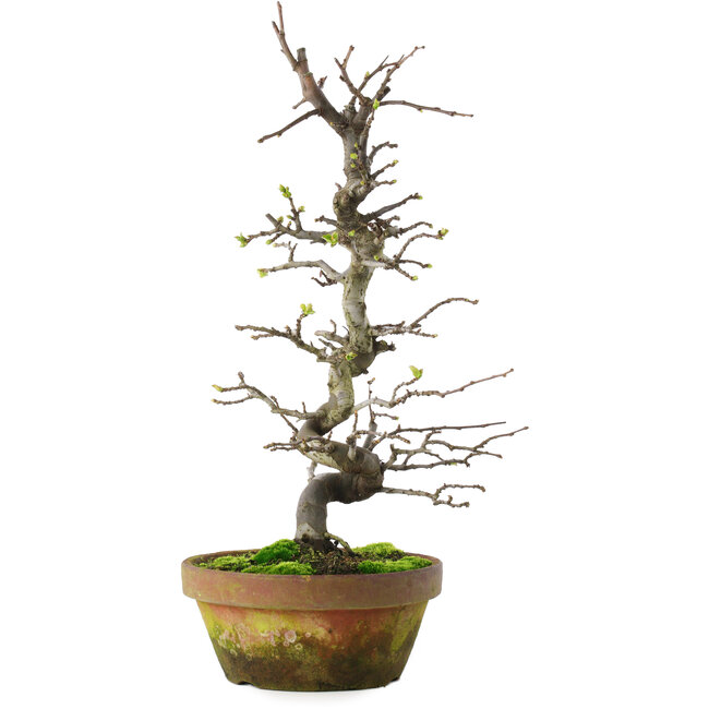 Pseudocydonia sinensis, 40 cm, ± 15 años, en maceta agrietada