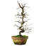 Pseudocydonia sinensis, 40 cm, ± 15 years old, in a cracked pot