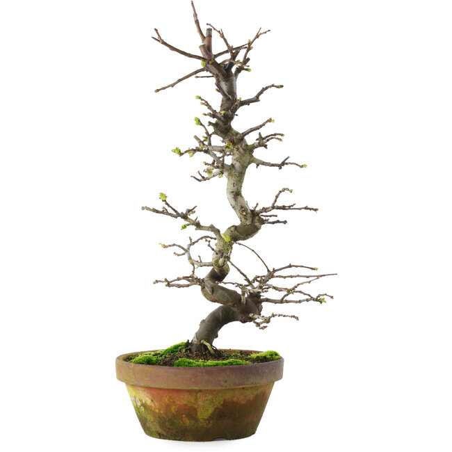 Pseudocydonia sinensis, 40 cm, ± 15 años, en maceta agrietada