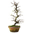 Pseudocydonia sinensis, 40 cm, ± 15 years old, in a cracked pot