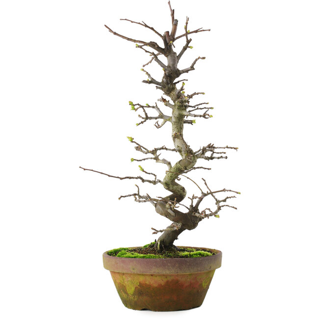 Pseudocydonia sinensis, 40 cm, ± 15 años, en maceta agrietada