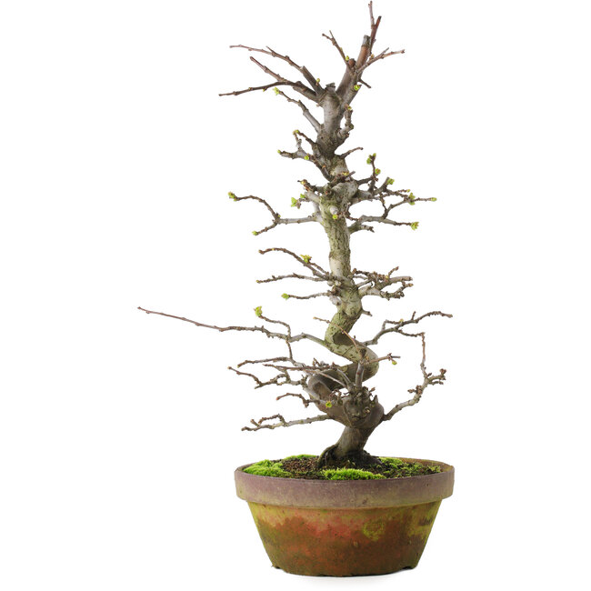 Pseudocydonia sinensis, 40 cm, ± 15 años, en maceta agrietada