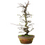 Pseudocydonia sinensis, 40 cm, ± 15 years old, in a cracked pot