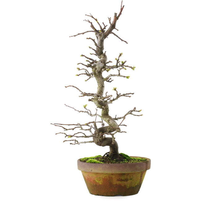 Pseudocydonia sinensis, 40 cm, ± 15 años, en maceta agrietada