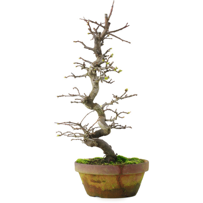 Pseudocydonia sinensis, 40 cm, ± 15 años, en maceta agrietada