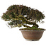 Trachelospermum asiaticum, 29 cm, ± 35 jaar oud, in han-kengai-stijl (semi-cascade)