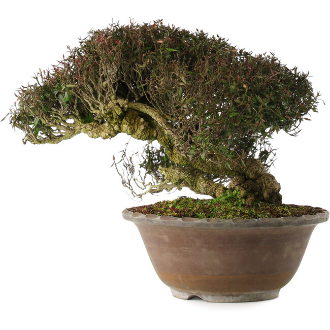 Trachelospermum asiaticum, 29 cm, ± 35 years old, in han-kengai style (semi-cascade)