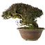 Trachelospermum asiaticum, 29 cm, ± 35 jaar oud, in han-kengai-stijl (semi-cascade)