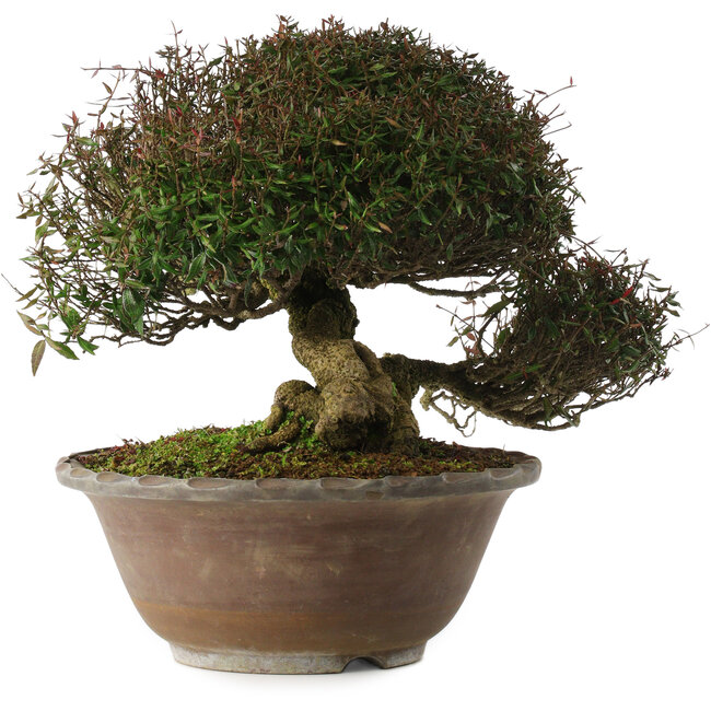 Trachelospermum asiaticum, 29 cm, ± 35 jaar oud, in han-kengai-stijl (semi-cascade)