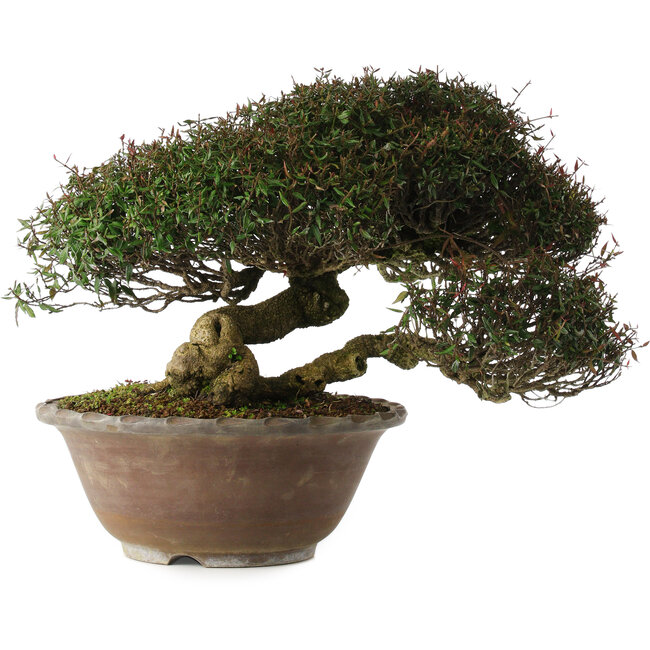 Trachelospermum asiaticum, 29 cm, ± 35 years old, in han-kengai style (semi-cascade)