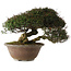 Trachelospermum asiaticum, 29 cm, ± 35 jaar oud, in han-kengai-stijl (semi-cascade)