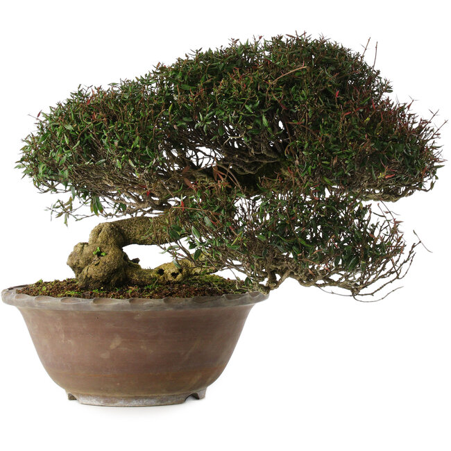 Trachelospermum asiaticum, 29 cm, ± 35 ans, en style han-kengai (semi-cascade)