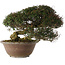 Trachelospermum asiaticum, 29 cm, ± 35 jaar oud, in han-kengai-stijl (semi-cascade)