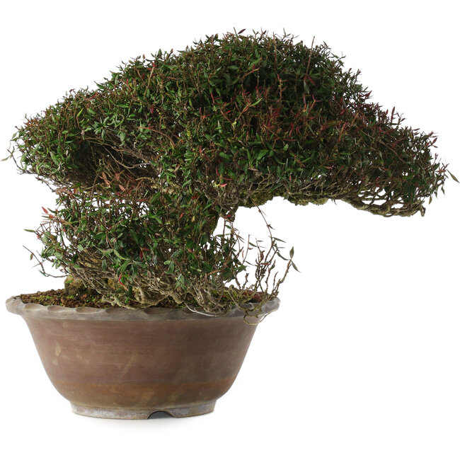 Trachelospermum asiaticum, 29 cm, ± 35 anni, in stile han-kengai (semi-cascata)