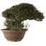Trachelospermum asiaticum, 29 cm, ± 35 jaar oud, in han-kengai-stijl (semi-cascade)