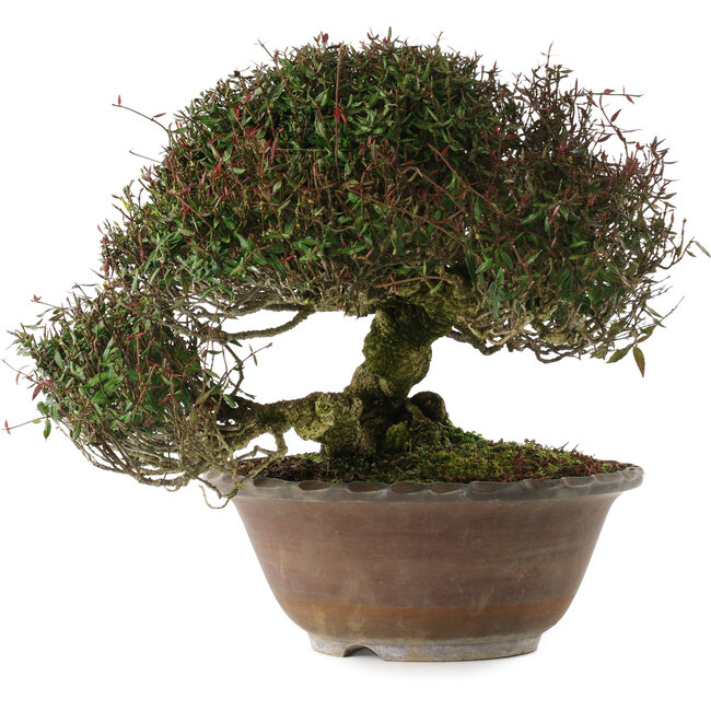 Trachelospermum asiaticum, 29 cm, ± 35 ans, en style han-kengai (semi-cascade)