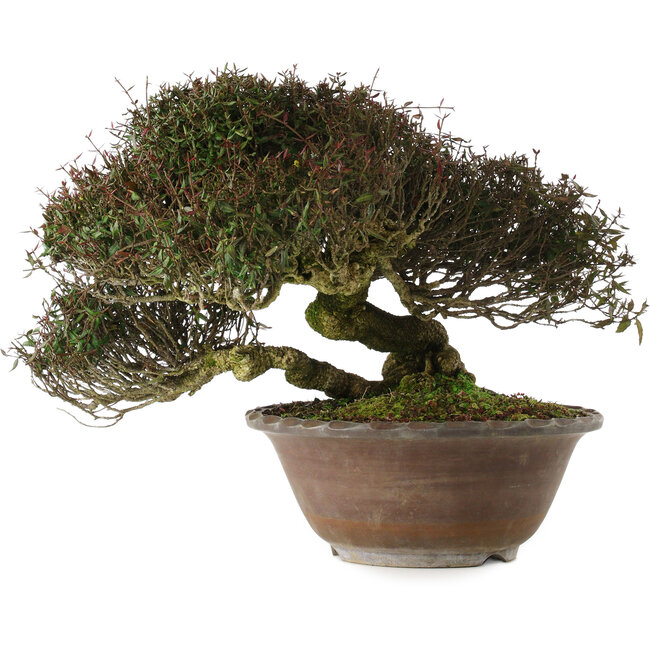 Trachelospermum asiaticum, 29 cm, ± 35 years old, in han-kengai style (semi-cascade)